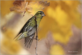 <p>ČÍŽEK LESNÍ (Carduelis spinus) Šluknovsko - Jiříkov ------- /Eurasian siskin - Erlenzeisig/</p>